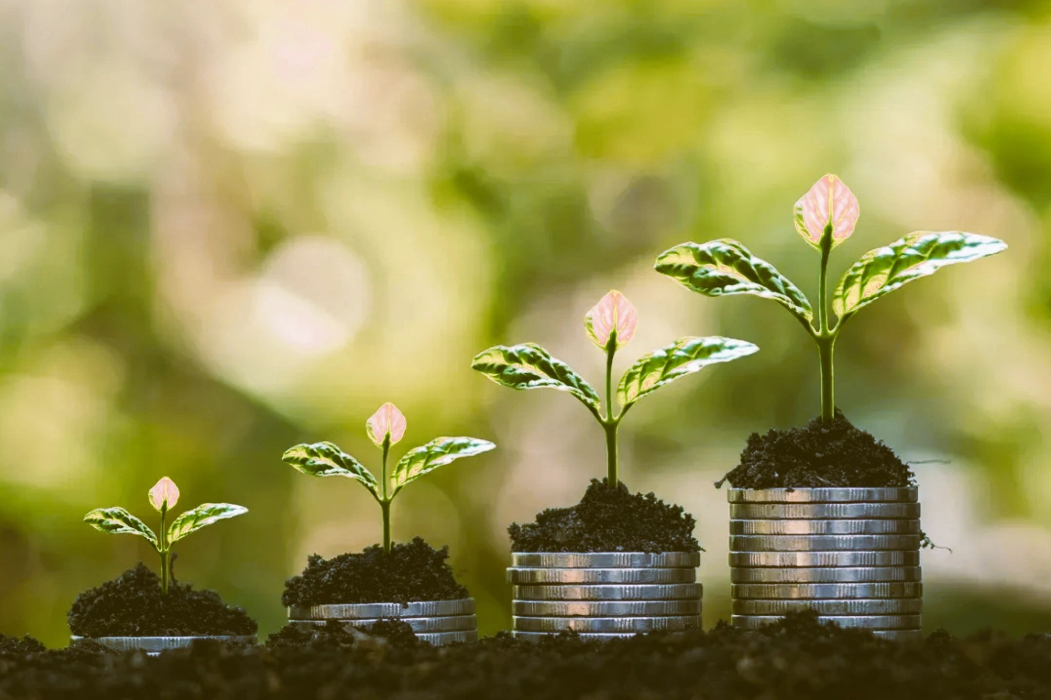 Expert Financial Advice for Achieving Financial Independence